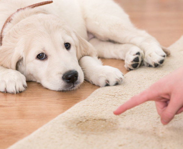 3-Steps-for-preventing-stains-from-puppy-urine-