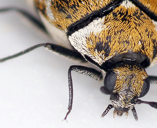 Carpet-Beetles-Eat-More-Than-Rugs