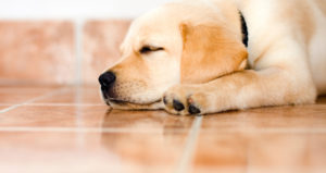 Tile-&-Grout-Cleaning-Sligo